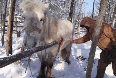 В Якутии ветеринары спасли раненую лошадь, которая напоролась на деревянный кол