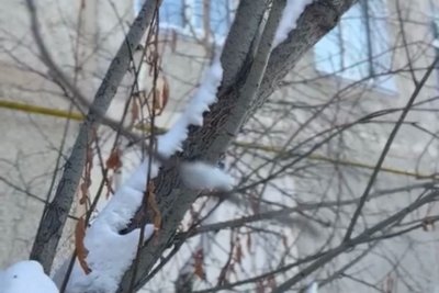 Видеофакт: жители Якутска заметили вербу, распустившуюся в начале марта