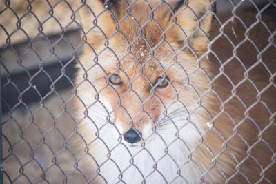 В зоопарке «Орто Дойду» планируют создать центр реабилитации диких животных
