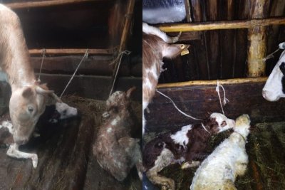 Фотофакт: в двух хозяйствах Намского района родились телята-близнецы