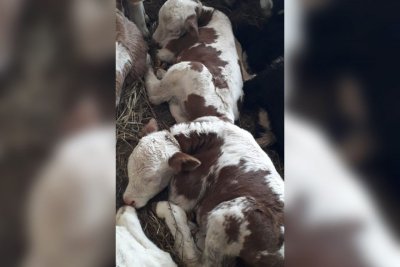 В хозяйстве Игнатьевых, которые получили корову от Путина, родились телята-близнецы