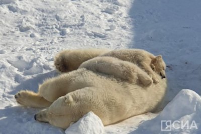 Голосование за имена для белых медвежат объявили в якутском зоопарке «Орто Дойду»