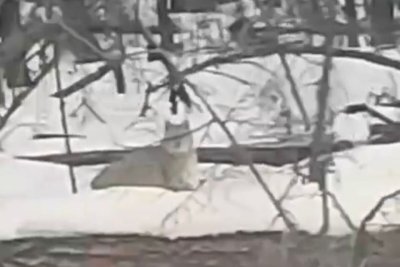 Видеофакт: в Горном районе Якутии заметили дикую рысь