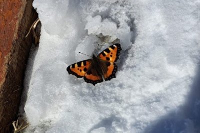 Фотофакт: в Сунтарском районе Якутии в апреле ожила бабочка