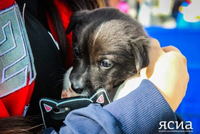 Бесплатную вакцинацию собак и кошек против бешенства проведут в Якутске и Жатае
