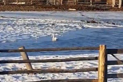 Видеофакт: в Амгинском районе Якутии в апреле заметили лебедя