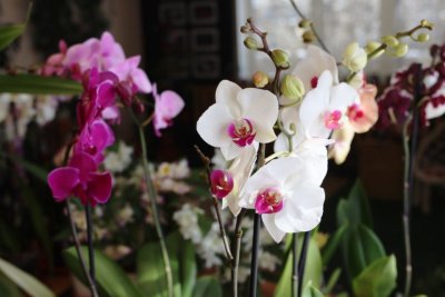 В ботаническом саду СВФУ открылась выставка-ярмарка редких орхидей