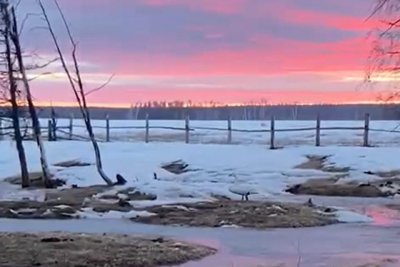 Видеофакт: возле населенного пункта Амгинского района заметили одинокого лебедя