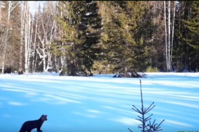 Видеофакт: крошка соболь попал в фотоловушку нацпарка «Ленские столбы» в Якутии