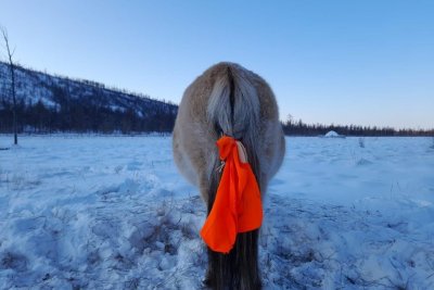 Как защитить лошадей от волков: эксперт разобрал народные методы