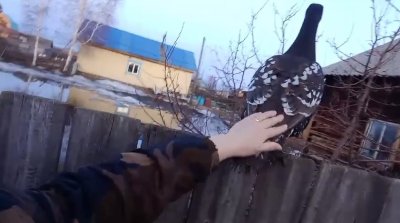 Видео: в Якутии во двор к жителям прилетел глухарь и дал себя погладить