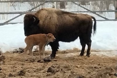 В Якутии родились первые в этом году бизонята