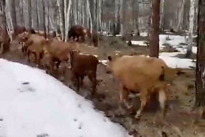 100 коров калмыцкой породы отогнали в сайылык в Хангаласском районе Якутии