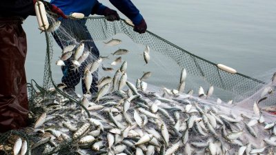 В период нереста действует запрет на вылов рыбы сетями