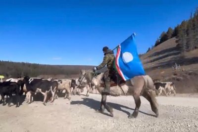 Видеофакт: в Хангаласском районе в честь Дня республики отогнали 320 голов рогатого скота в сайылык