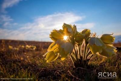 Фото. Якутяне делятся снимками первых весенних цветов / Мария Горохова   Республика Саха (Якутия)