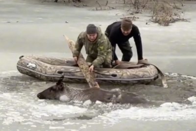 Видеофакт: провалившегося под лед оленя спасли в Амгинском районе Якутии