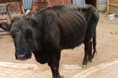 Снимок исхудалой коровы якобы якутской породы возмутил жителей Якутии