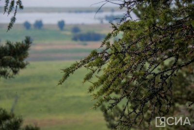 В Якутске и семи районах республики зафиксировали случаи нападения клещей / Айаал Аргунов Якутск  Республика Саха (Якутия)