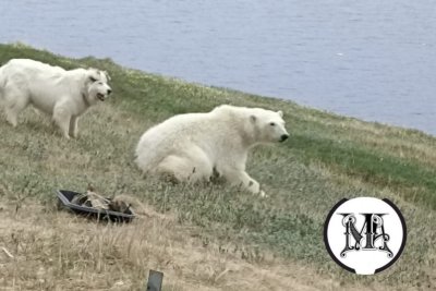 Белый медведь забрел в село в Булунском районе Якутии / ЯСИА   