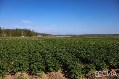 В Якутии завершилась посевная кампания / ЯСИА   