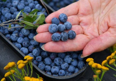 Сбор дикорастущих ягод: установлены сроки для Мирнинского района