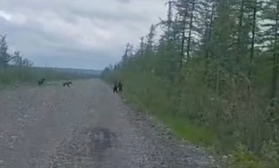 Четверых медвежат сняли на видео в Верхнеколымском районе / ЯСИА   