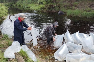 Свыше 270 тысяч личинок пеляди выпустили в Вилюйское водохранилище Мирнинского района / ЯСИА   