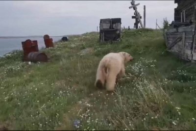 Белый медведь третью неделю осаждает село Усть-Оленек в Якутии / ЯСИА Усть-Оленек Булунский Республика Саха (Якутия)