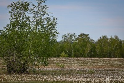 Почти 500 человек пострадали от укусов клещей в Якутии / ЯСИА   