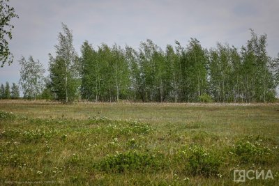 Ученые намерены создать сорт жимолости для выращивания в условиях Якутии / ЯСИА   