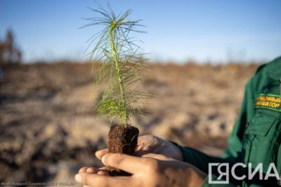 Порядка 190 тысяч га леса планируют восстановить в Якутии в 2024 году / ЯСИА   