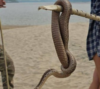 Гадюки, пауки и цапли начали расселяться на север из-за потепления климата / ЯСИА   Республика Саха (Якутия)