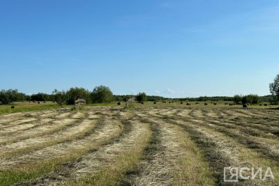 Более 435 тысяч тонн сена должны заготовить в Якутии / Мария Горохова   