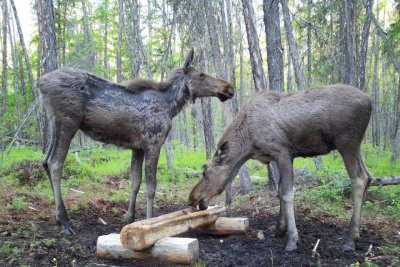 Косулю и лосей в период линьки запечатлели фотоловушки нацпарка «Ленские столбы» / ЯСИА   