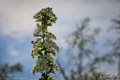 Случаи укусов клещей зарегистрированы в Якутске и 16 районах республики / ЯСИА Якутск  Республика Саха (Якутия)