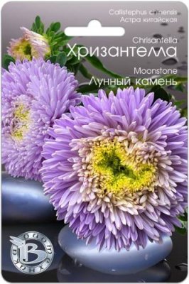 Астра Хризантелла Лунный камень 30 шт / Астра | Дача, сад и огород | V4.Ru: Маркетплейс