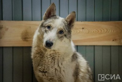 В Якутске проведут благотворительную акцию в поддержку бездомных животных / ЯСИА Якутск  Республика Саха (Якутия)