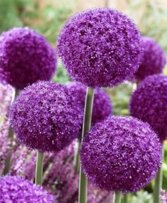 Лук гигантский Титан (Allium giganteum Regel) 1 уп. ( 1шт.) фракция 18/20 Декоративный лук ( Аллиум) / Дача, сад и огород | V4.Market