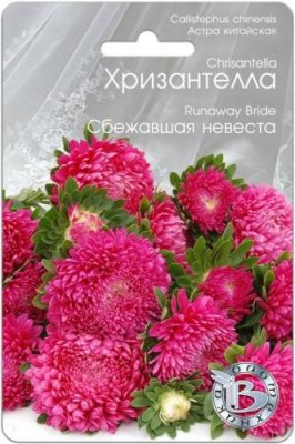 Астра Хризантелла Сбежавшая невеста 30 шт Астра / Дача, сад и огород | V4.Market