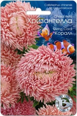 Астра Хризантелла Коралл 30 шт Астра / Дача, сад и огород | V4.Market