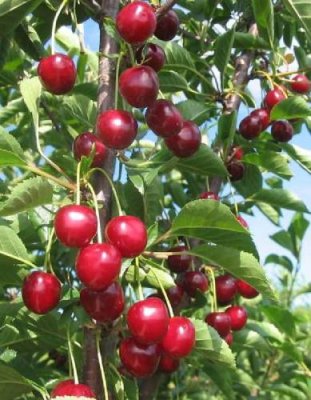 Вишня Игрицкая (Prunus cerasus)  1 шт Обыкновенная / Дача, сад и огород | V4.Market