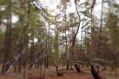 Довольно редкий случай. Девятиствольная береза выросла в Горном районе Якутии / Нарыйа Пахомова   