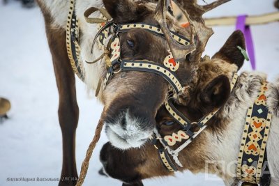 Новую породу северных оленей планируют селекционировать в Якутии / Нарыйа Пахомова  Анабарский Республика Саха (Якутия)