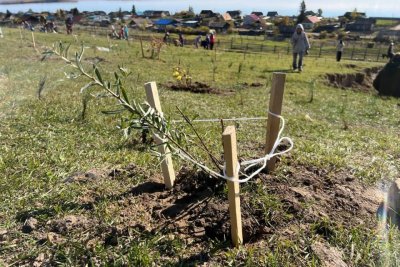 В селе Тит-Ары Хангаласского района стартовала экологическая акция по посадке деревьев / Мария Горохова   