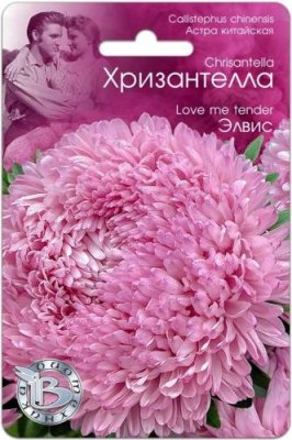 Астра Хризантелла Элвис 30 шт / Астра | Дача, сад и огород | V4.Ru: Маркетплейс