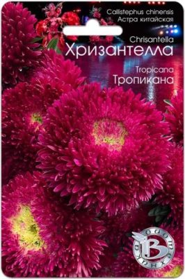 Астра Хризантелла Тропикана 30 шт / Астра | Дача, сад и огород | V4.Ru: Маркетплейс