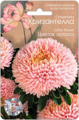 Астра Хризантелла Цветок Лотоса 30 шт / Астра | Дача, сад и огород | V4.Ru: Маркетплейс