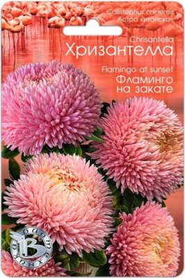 Астра Хризантелла Фламинго на закате 30 шт / Астра | Дача, сад и огород | V4.Ru: Маркетплейс