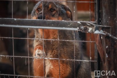 В Якутии почти 800 безнадзорных животных нашли новых хозяев / ЯСИА   